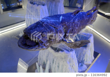 シーラカンス 116364992