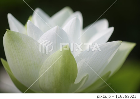 白い蓮の花 白い蓮の花 116365023