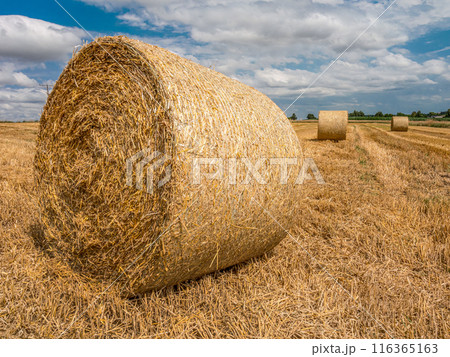 Hay bales scattered over grain field 116365163