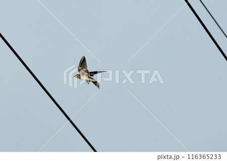 電線に止まるツバメ 116365233