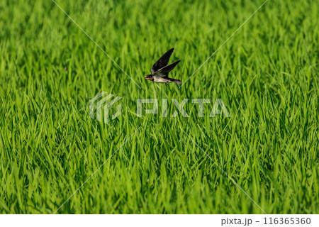 空を高速で飛ぶツバメ 116365360