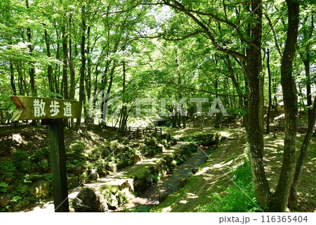 栃木県那須町　那須高原の宿泊施設ホテルエピナール那須の新緑散歩道入口 116365404
