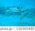 優雅に泳ぐアオウミガメ 116365480