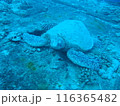 お休み中のウミガメ 116365482