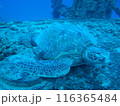 ウミガメと泳ぐ 116365484