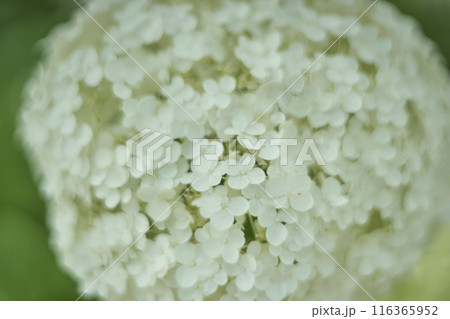 白い紫陽花の花　アナベル 116365952