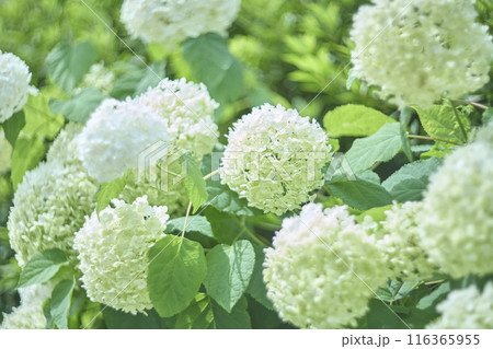 白い紫陽花の花　アナベル 116365955