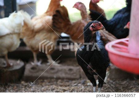 Asia black chicken Asia black chicken 116366057
