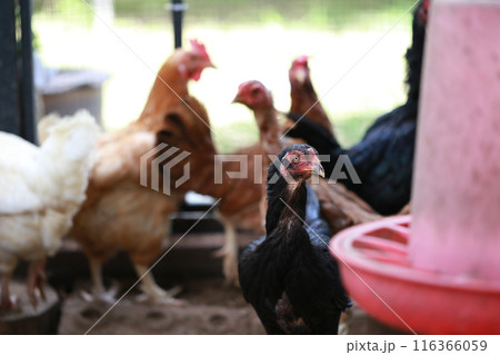 Asia black chicken 116366059