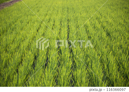 稲の苗が植えられた田んぼ 116366097