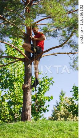 Athletic man climbing upwards the tree to hang trx straps. Outdoor early morning intense training, TRX workout Athletic man climbing upwards the tree to hang trx straps. Outdoor early morning intense training, TRX workout 116366102