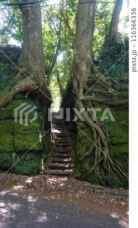 泉津の切通し 116366336