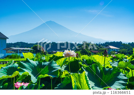 ハスの花と富士山 116366651