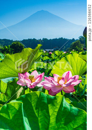 ハスの花と富士山 116366652