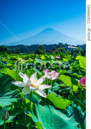 ハスの花と富士山 116366661