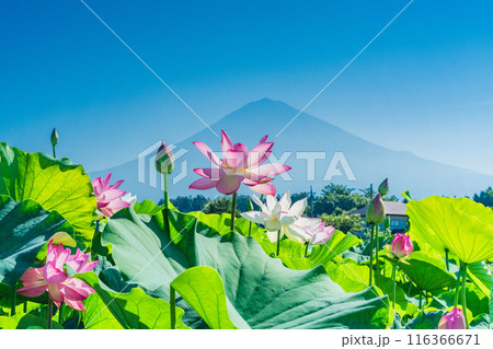 ハスの花と富士山 116366671