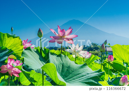 ハスの花と富士山 ハスの花と富士山 116366672