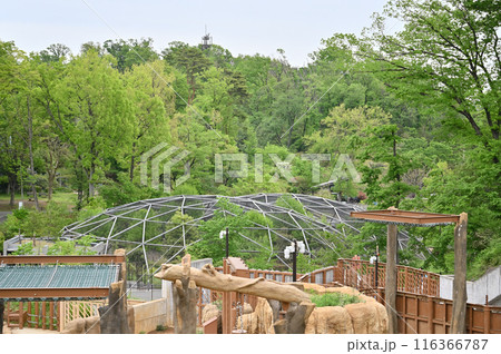 多摩動物公園　園内の風景　アジアゾウ 116366787