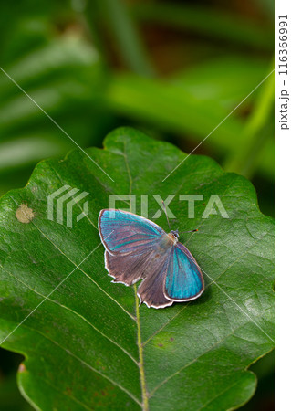 ウラジロミドリシジミ 116366991