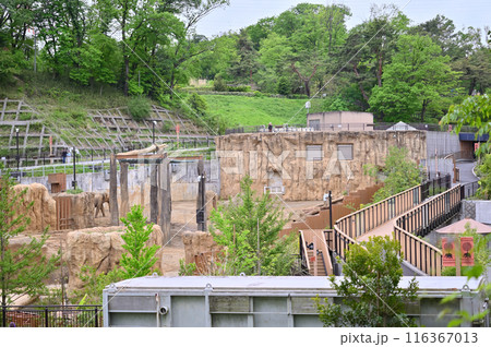 多摩動物公園　園内の風景　アジアゾウ　 116367013