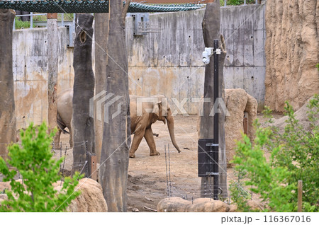 多摩動物公園　園内の風景　アジアゾウ　 116367016