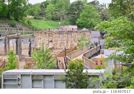 多摩動物公園 園内の風景 アジアゾウ 多摩動物公園 園内の風景 アジアゾウ 116367017
