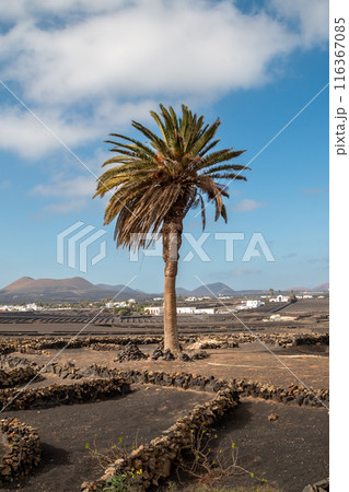 Landscape and white architecture, Lanzarote, Spain Landscape and white architecture, Lanzarote, Spain 116367085