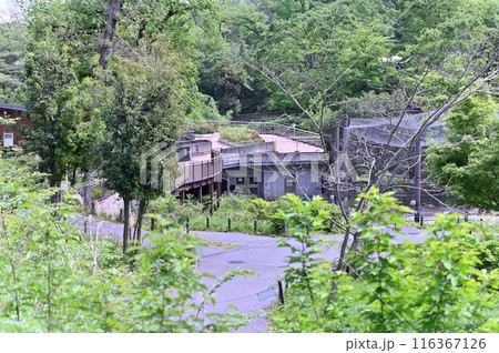 多摩動物公園 園内の風景 多摩動物公園 園内の風景 116367126