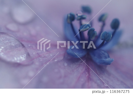 アジサイの花のアップと水滴 アジサイの花のアップと水滴 116367275