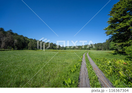 初夏の尾瀬ヶ原 初夏の尾瀬ヶ原 116367304