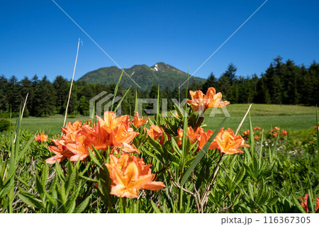 初夏の尾瀬ヶ原 116367305