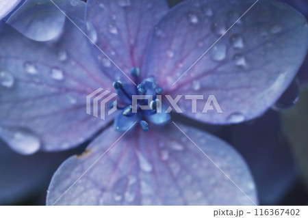 アジサイの花のアップ アジサイの花のアップ 116367402