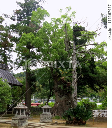 川津来宮神社の大楠 川津来宮神社の大楠 116367437