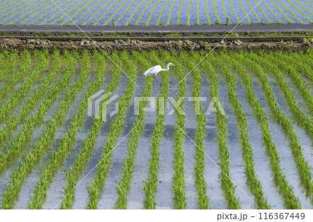 田植え後の田んぼで餌を探すダイサギ シラサギ 田植え後の田んぼで餌を探すダイサギ シラサギ 116367449