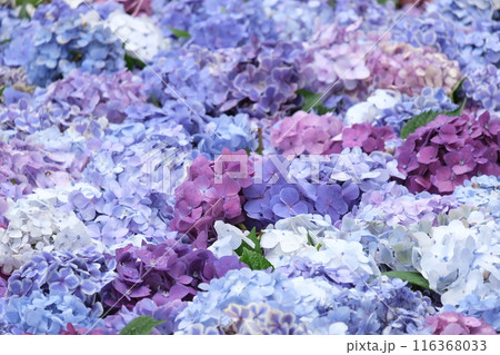 紫陽花 紫陽花 116368033