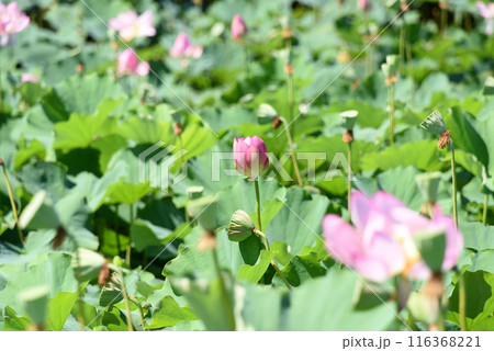 蓮の花 蓮の花 116368221