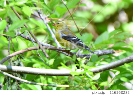 アメリカ テキサス州の公園で木にとまるオウゴンヒワ アメリカ テキサス州の公園で木にとまるオウゴンヒワ 116368282