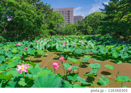 鶴舞公園、胡蝶ケ池のハス〈愛知県名古屋市〉 116368305