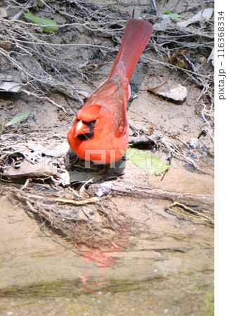 アメリカ　テキサス州の公園の川で水浴びをする雄のショウジョウコウカンチョウ（カーディナル） 116368334
