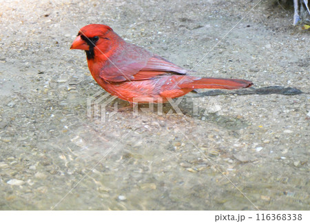 アメリカ　テキサス州の公園の川で水浴びをする雄のショウジョウコウカンチョウ（カーディナル） 116368338