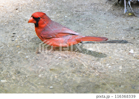 アメリカ　テキサス州の公園の川で水浴びをする雄のショウジョウコウカンチョウ（カーディナル） 116368339