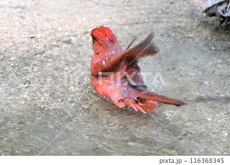 アメリカ　テキサス州の公園の川で水浴びをする雄のショウジョウコウカンチョウ（カーディナル） 116368345