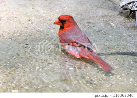 アメリカ　テキサス州の公園の川で水浴びをする雄のショウジョウコウカンチョウ（カーディナル） 116368346