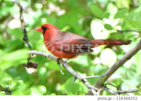 アメリカ　テキサス州の公園で木にとまるオスのショウジョウコウカンチョウ（カーディナル） 116368352