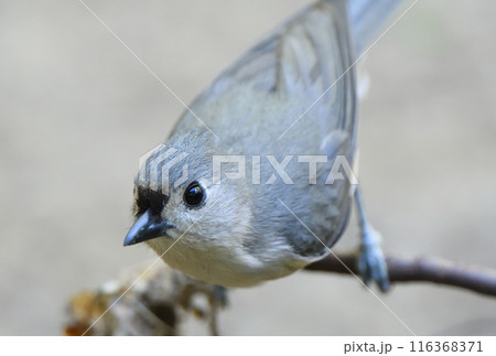 アメリカ　テキサス州の公園で木にとまるエボシガラ 116368371