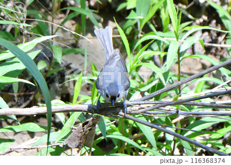 アメリカ　テキサス州の公園で木にとまるエボシガラ 116368374