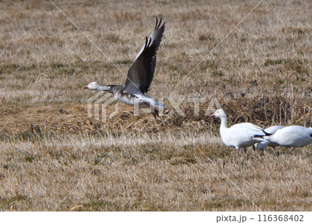 早春の北海道の農地から飛び立つアオハクガン 116368402
