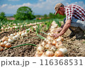 Old farmer harvests freshly harvested onions in a field on a sunny day. Agriculture and farming. Organic vegetables 116368531