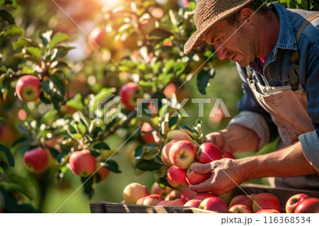 Farmer harvesting fresh organic red apples in the garden on a sunny day. Freshly picked fruits. 116368534