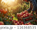 Farmer harvesting fresh organic red apples in the garden on a sunny day. Freshly picked fruits. 116368535